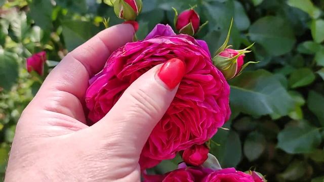 Роза Соул ( Soul, Tantau 2015) Покупать или нет.????? смотреть онлайн