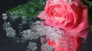 Ефрем Амирамов. Соловей и роза.