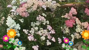 Тысячелистник обыкновенный Саммер Пастель. Краткий обзор achillea millefolium Summer Pastels