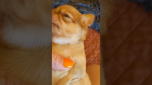 Рыжик Бахрам Тарантинович ПРОДАЖА чихуахуа питомник Кастропуло Крым +79787458062 смотреть онлайн