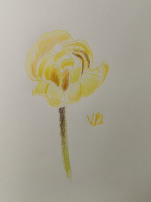 Желтый тюльпан цветными карандашами || Sketching