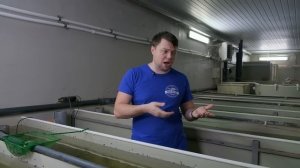 Разведение раков в УЗВ. Австралийский красноклешневый рак