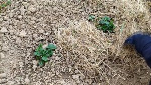 Гусеницы на розочках. Как защитить клубнику от жары. Chenilles sur les feuilles.??