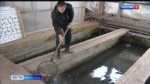 Как работают нижегородские рыбные производства в условиях санкций?