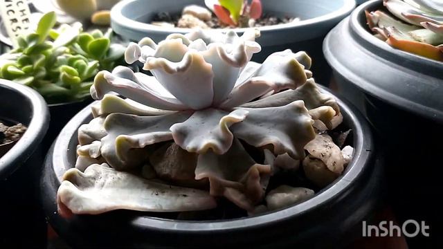 SUCULENTAS COM PRUINA,O QUE É PRUINA смотреть онлайн