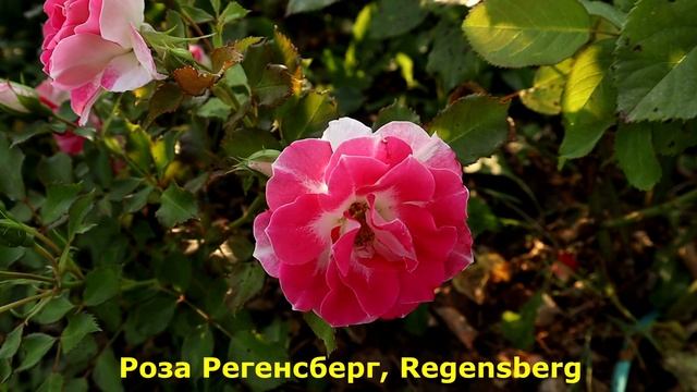 Розы, цветут весь летне-осенний сезон, выпуская несколько десятков цветов. смотреть онлайн