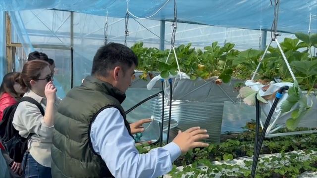 Клубника (земляника) в теплице круглый год: секреты технологий, лучшие итальянские сорта, саженцы