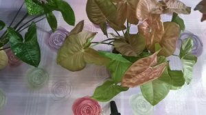 2 часть?Сингониумы?Обзор в мае?Черенкование?Уход?Панда?Неон?Конфетти?Вайт Баттерфляй?Пинк Флескид