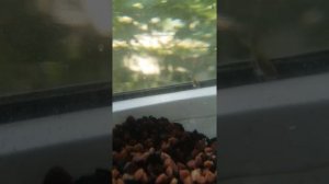 Новорожденный малек карася!