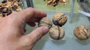 Делаем лекарство из перегородок грецкого ореха. Часть 1