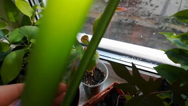 Мои комнатные растения (часть 3)🌱🌱🌱 смотреть онлайн
