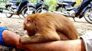 Unbelievable abandoned Pigtail monkey good at grooming human like this?