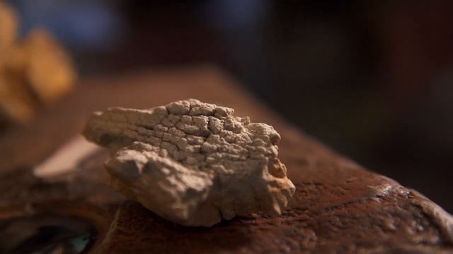 9. darbnīca: Sauszemes evolūcijas pionieri смотреть онлайн