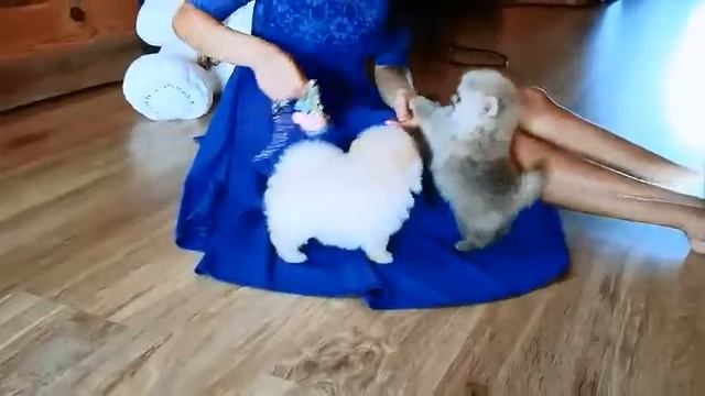 FluffyNikStars померанцы.шпицы.супер медведи)