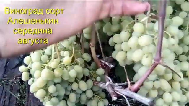 Весна что делать на Даче в Саду Обработка  Планы смотреть онлайн