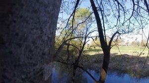 Где поставить ловушку, чтобы 100%поймать рой. Постановка ловушек на пчёл! Как угадать это место?!