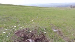 ГРИБЫ Синеножка Рядовка лиловоногая и её друзья Весенние грибы #грибы #рядовка #охота #май