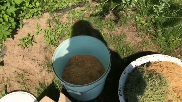 Посадка голубики! Сорта Норд Блю и Норд Кантри. Низкорослая голубика! смотреть онлайн