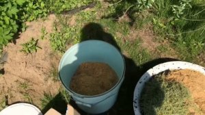Посадка голубики! Сорта Норд Блю и Норд Кантри. Низкорослая голубика!