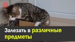 Необычный кот