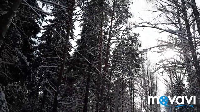 #жизньвроссии #природа #Лес #ДИКАЯПРИРОДА #ЗИМА #КРАСОТА!!!#ПРОГУЛКА В ПАРКЕ?