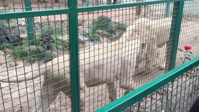 Едем с папой в Фельдман экопарк на Бал хризантем Приключения Ванессы смотреть онлайн