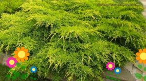 Можжевельник средний. Краткий обзор: Можжевельник средний описание характеристик, где купить саженц