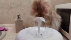 Как работает поилка - фонтан для кошек. Краткий обзор.