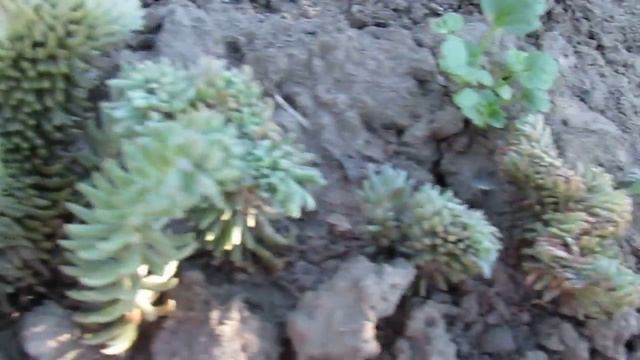 Кристатум Весна Черенкованный смотреть онлайн