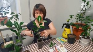 Вырастить плодоносящий мандарин дома возможно!