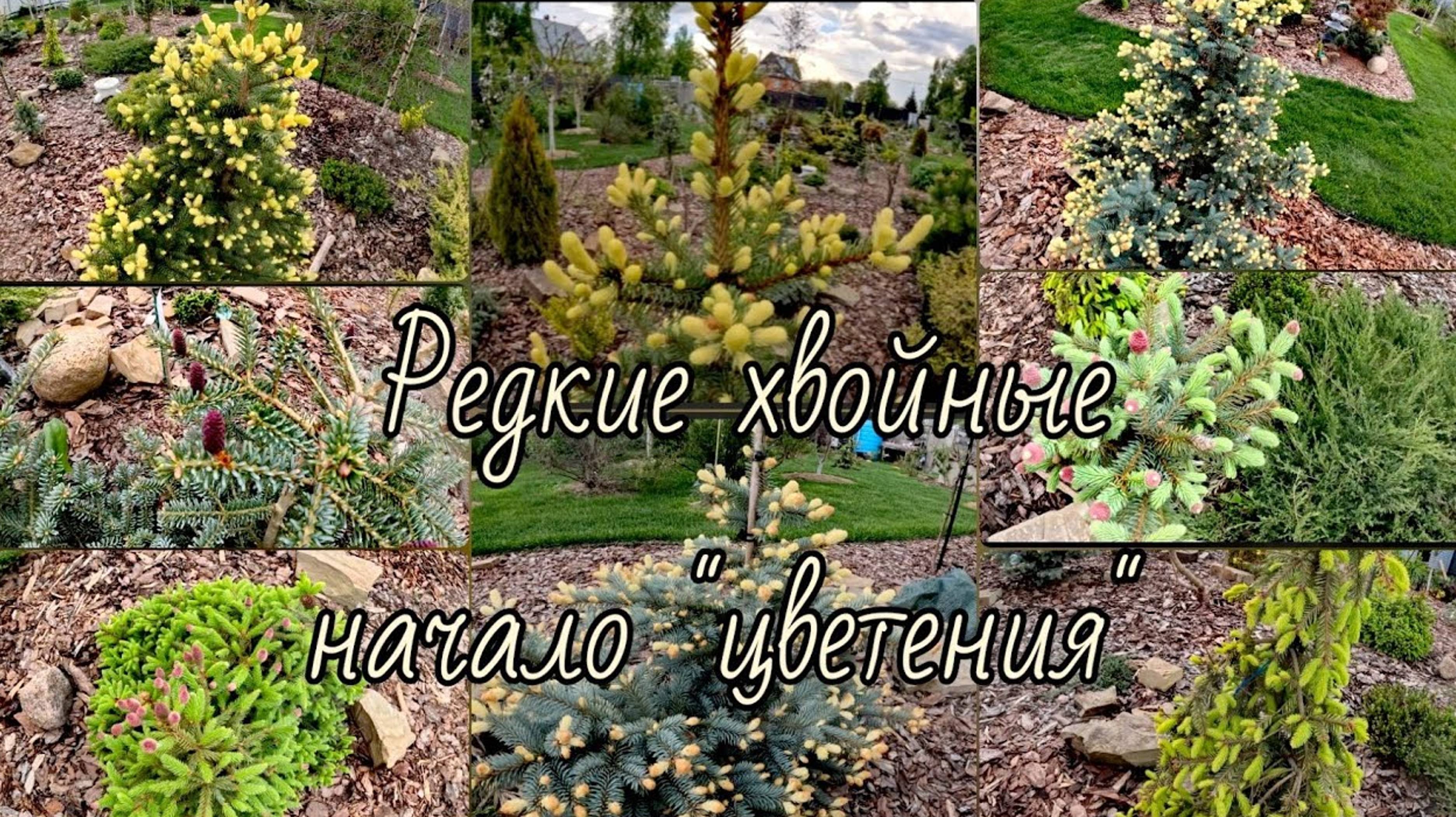 Мечтательница хвойные