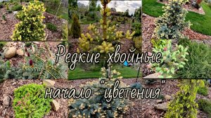 Редкие хвойные, начало цветения🔥Хвойная новинка🌲21.05.2024г