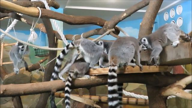 У лемурчиков пополнение 22.03.2021 смотреть онлайн