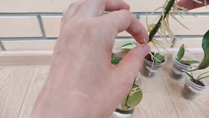 11 видов хойи через месяц после получения посылки