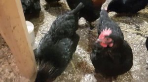 Маран черно-медный,вес яйца молодок.