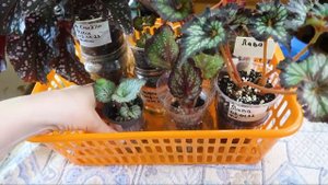 Филодендрон Биркин позеленел /Филодендроны Сильвер/ Бегонии на фитиле/ Цветение стрептокарпуса Adel