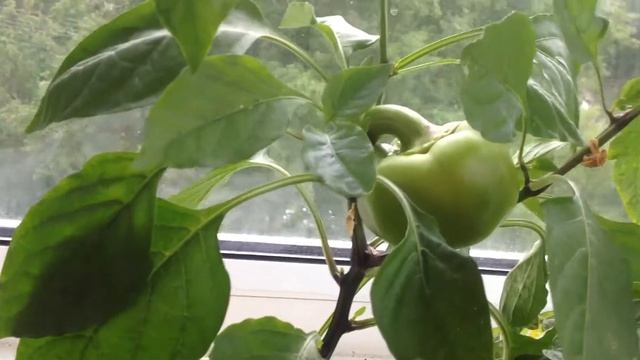 Растения на балконе! Цветочки настурции! Созревший перчик! Помидорчики! смотреть онлайн