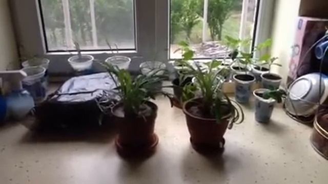 На рассаде гацании и огурцов появилась тля, принимаю меры смотреть онлайн