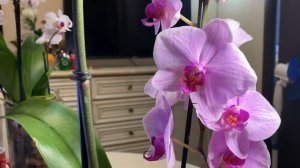 Смеющийся ТИГР   ОРХИДЕЯ Вашингтон!