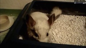 Шиншила и кот не могут поделить туалет