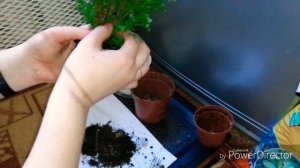 Как пересаживать кипарис. Содержание в домашних условиях.