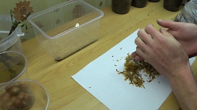 Как вырастить голубую ель из семян.