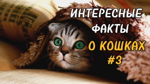 Коты. Интересные факты. Глаза-фонарики