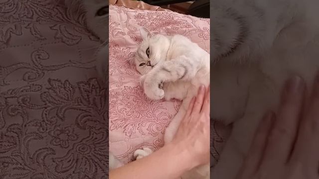 как делать коту массаж