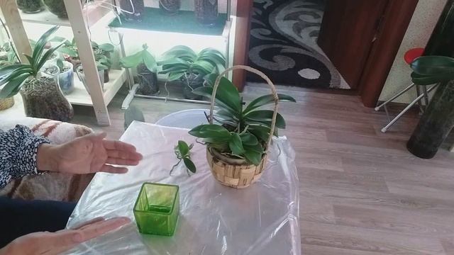 Очень волнительный момент! ОТДЕЛЯЮ ДЕТКУ ОРХИДЕИ Сого Готрис. Жизнь автора. смотреть онлайн