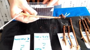 Применение максимальной дозы корневина на черенках винограда. Предварительный результат