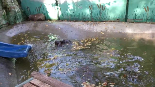 Викина экскурсия - зоопарк "Лимпопо", Нижний Новгород смотреть онлайн