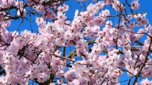 Mandelbaum (Prunus dulcis) - Blühende Mandelbäumchen an der Bergstrasse