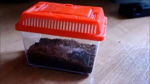 как ухаживать за пауком птициедом вида B.albopilosum