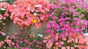 Петуния ампельная Вельвет микс (velvet miks) ? обзор: как сажать, семена петунии Вельвет микс